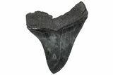 Serrated, Fossil Megalodon Tooth - South Carolina #301809-1